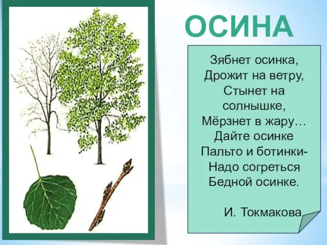 ОСИНА Зябнет осинка, Дрожит на ветру, Стынет на солнышке, Мёрзнет в жару…