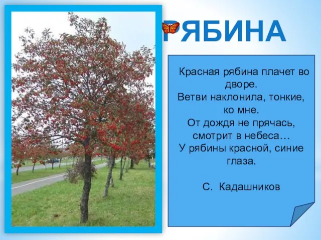 РЯБИНА Красная рябина плачет во дворе. Ветви наклонила, тонкие, ко мне. От