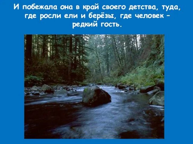 И побежала она в край своего детства, туда, где росли ели и