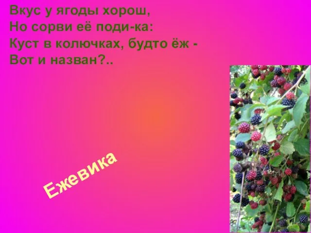 Ежевика Вкус у ягоды хорош, Но сорви её поди-ка: Куст в колючках,