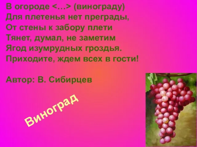 Виноград В огороде (винограду) Для плетенья нет преграды, От стены к забору