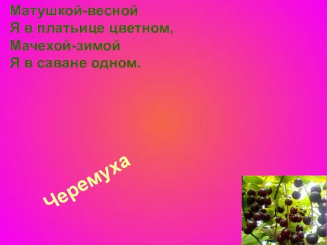 Черемуха Матушкой-весной Я в платьице цветном, Мачехой-зимой Я в саване одном.