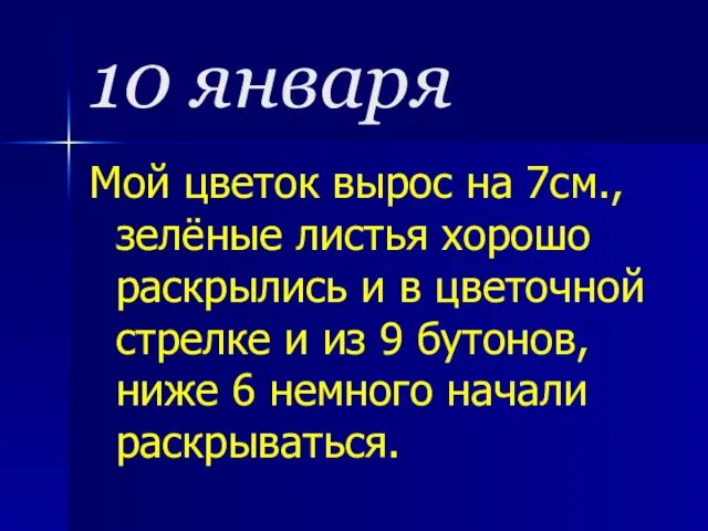 10 января Мой цветок вырос на 7см., зелёные листья хорошо раскрылись и