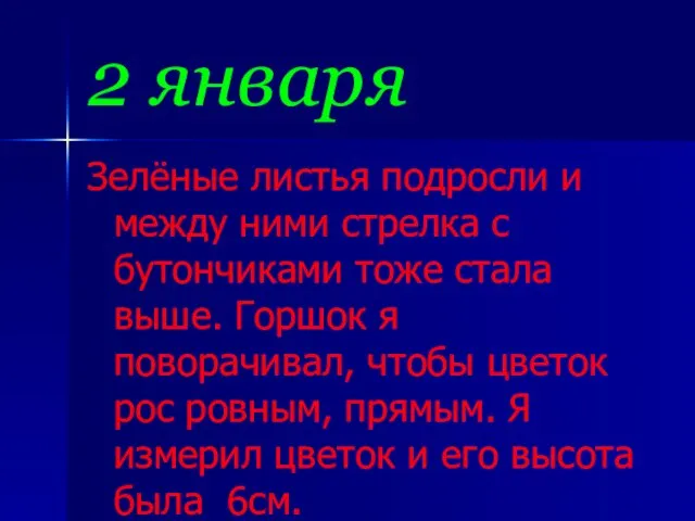 2 января Зелёные листья подросли и между ними стрелка с бутончиками тоже