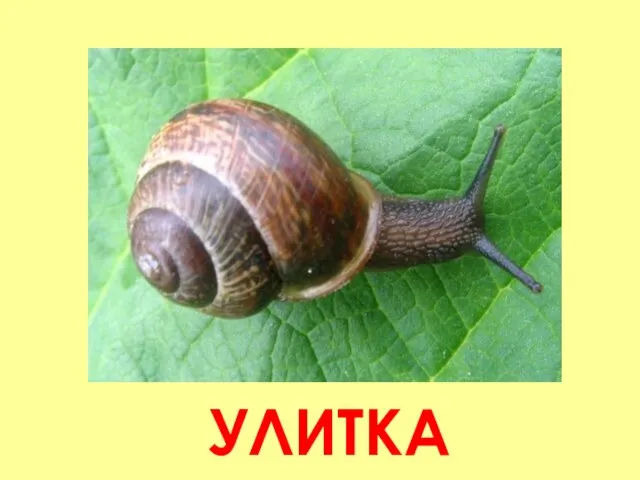 УЛИТКА