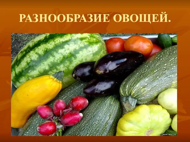 РАЗНООБРАЗИЕ ОВОЩЕЙ.