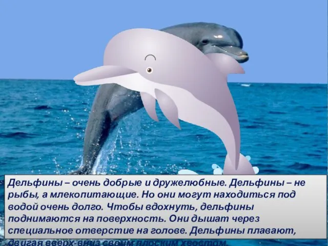 . Дельфины – очень добрые и дружелюбные. Дельфины – не рыбы, а