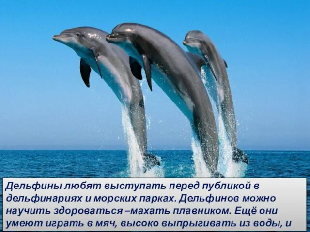 Дельфины любят выступать перед публикой в дельфинариях и морских парках. Дельфинов можно
