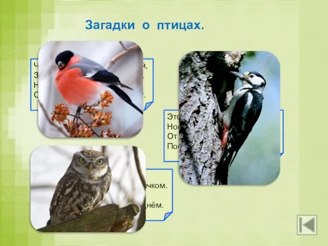 Загадки о птицах. Чернокрылый, красногрудый, Здесь зимой найдёт приют. Не боится он