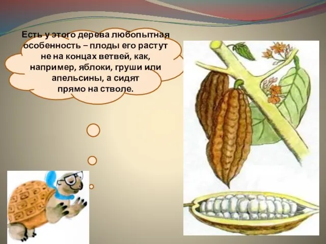 Есть у этого дерева любопытная особенность – плоды его растут не на