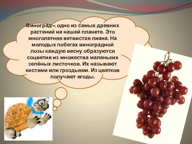 Виноград – одно из самых древних растений на нашей планете. Это многолетняя