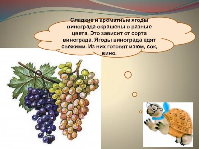 Сладкие и ароматные ягоды винограда окрашены в разные цвета. Это зависит от
