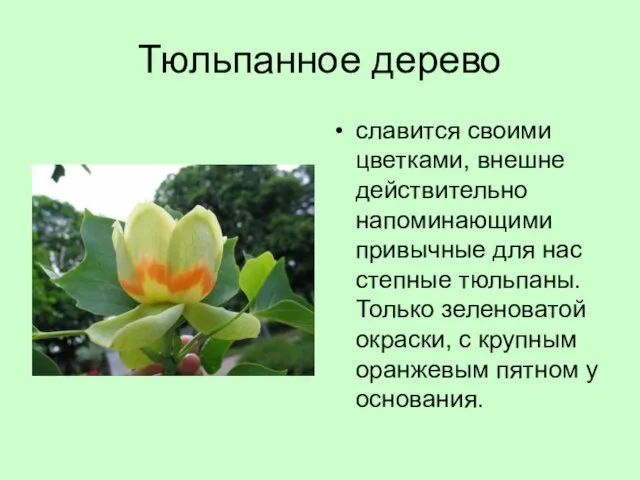 Тюльпанное дерево славится своими цветками, внешне действительно напоминающими привычные для нас степные
