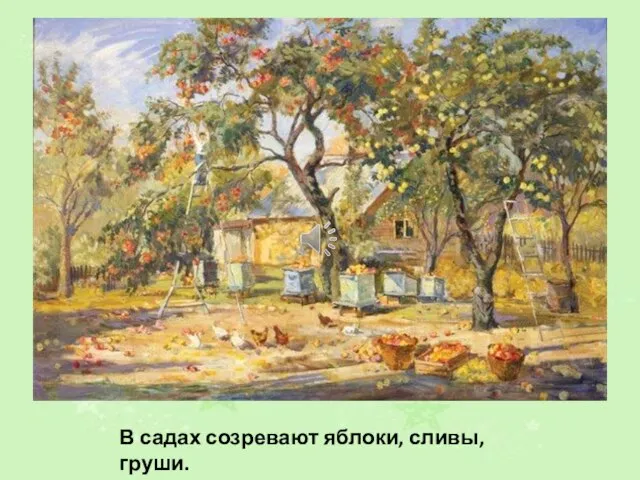 В садах созревают яблоки, сливы, груши.