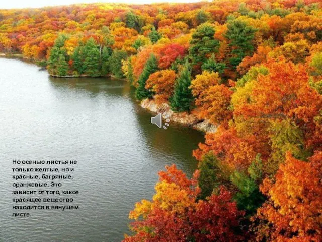 Но осенью листья не только желтые, но и красные, багряные, оранжевые. Это