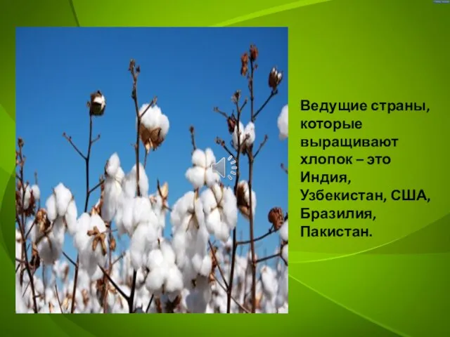 Ведущие страны, которые выращивают хлопок – это Индия, Узбекистан, США, Бразилия, Пакистан.