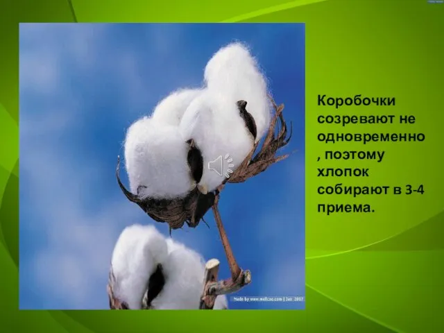 Коробочки созревают не одновременно, поэтому хлопок собирают в 3-4 приема.