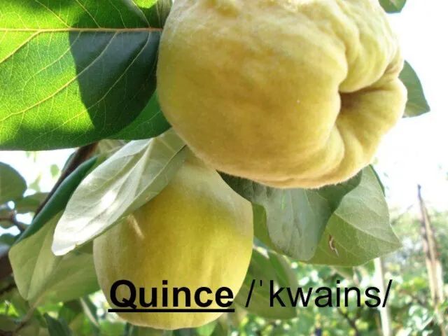 Quince /ˈkwains/