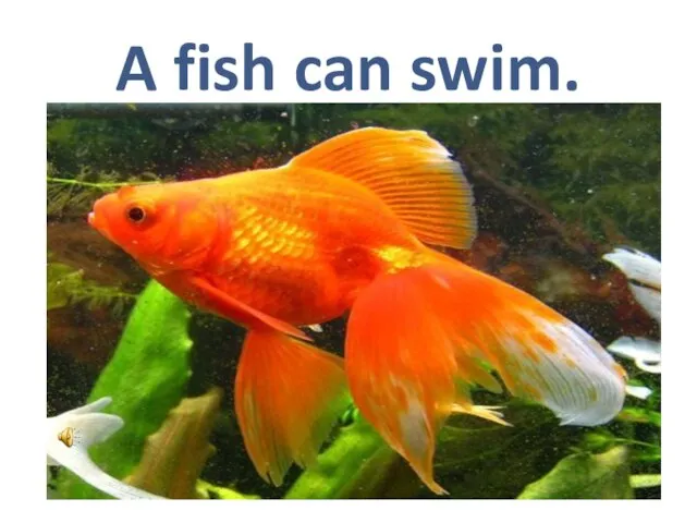 A fish can swim.