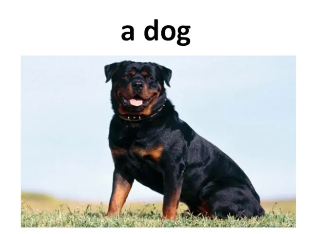 a dog