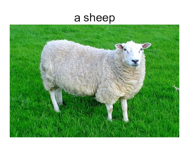 a sheep