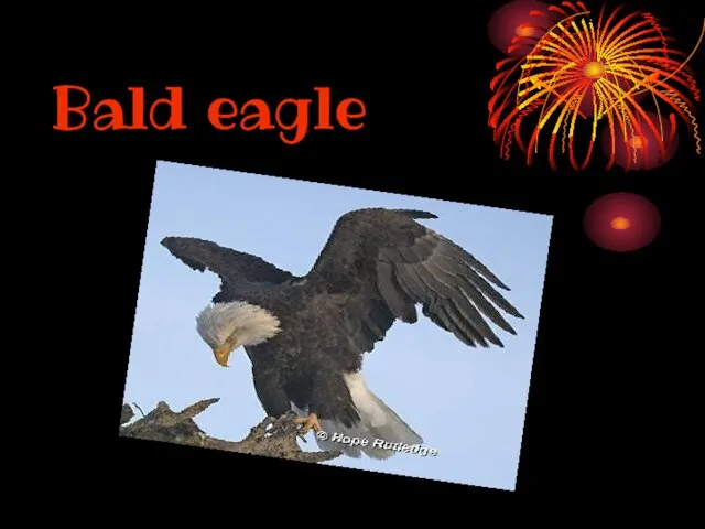 Bald eagle