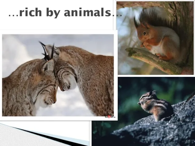 …rich by animals…