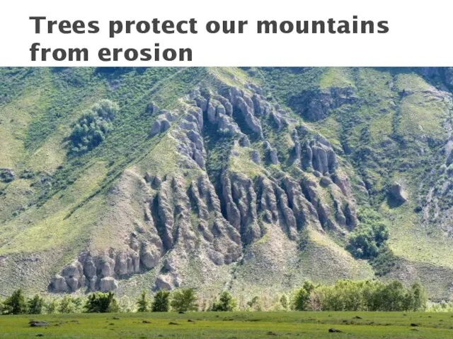 Trees protect our mountains from erosion