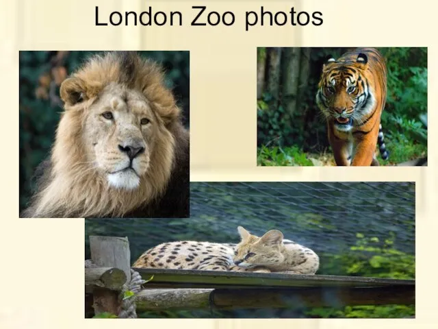 London Zoo photos