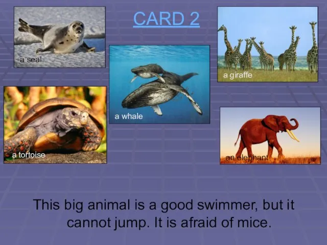 CARD 2 This big animal is a good swimmer, but it cannot