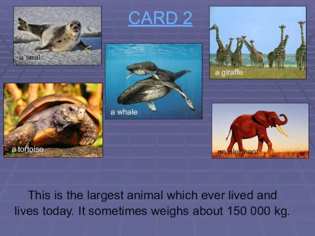 CARD 2 This is the largest animal which ever lived and lives