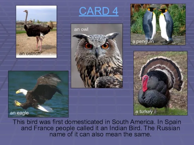 CARD 4 This bird was first domesticated in South America. In Spain