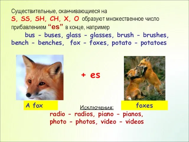 Существительные, оканчивающиеся на S, SS, SH, CH, X, O образуют множественное число