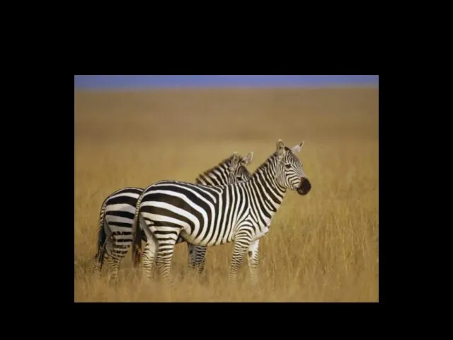 A zebra