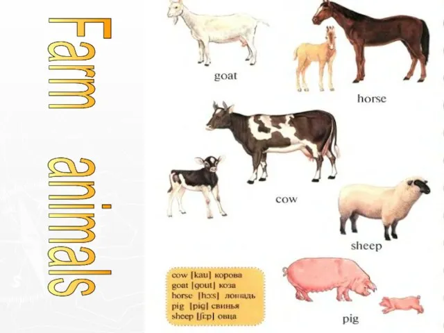 Farm animals