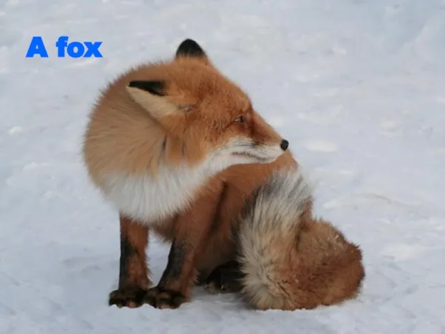 A fox