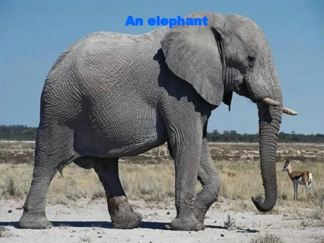 An elephant