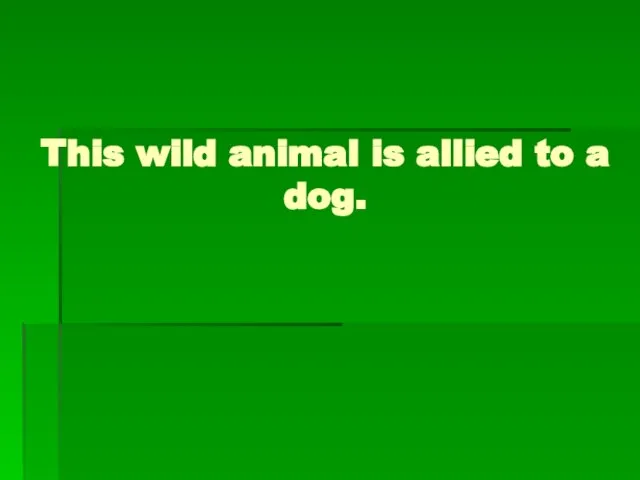 This wild animal is allied to a dog.