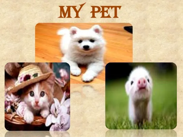 My Pet