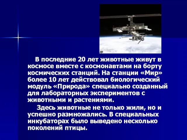 В последние 20 лет животные живут в космосе вместе с космонавтами на