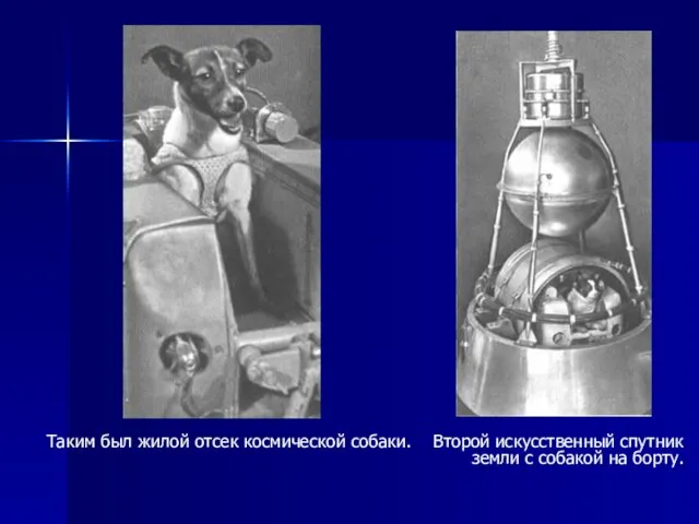 Таким был жилой отсек космической собаки. Второй искусственный спутник земли с собакой на борту.