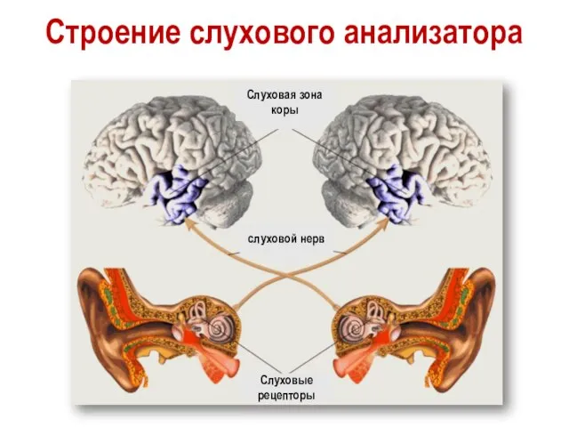 Строение слухового анализатора Слуховые рецепторы слуховой нерв Слуховая зона коры