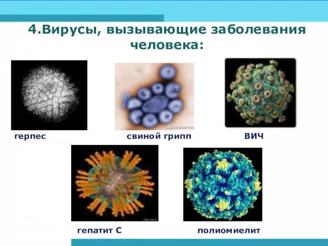 4.Вирусы, вызывающие заболевания человека: герпес свиной грипп ВИЧ гепатит С полиомиелит