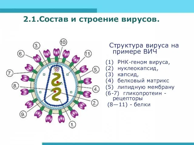 2.1.Состав и строение вирусов. Структура вируса на примере ВИЧ (1) РНК-геном вируса,