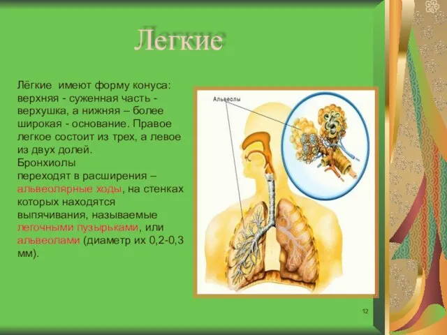 Легкие Лёгкие имеют форму конуса: верхняя - суженная часть - верхушка, а