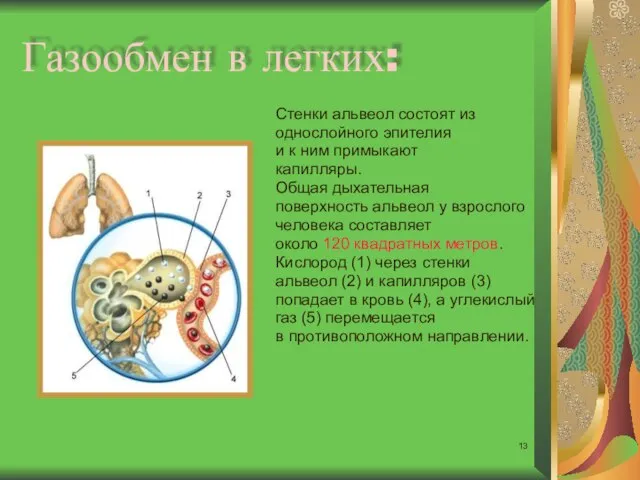 Газообмен в легких: Стенки альвеол состоят из однослойного эпителия и к ним