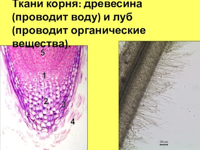 Ткани корня: древесина (проводит воду) и луб (проводит органические вещества).