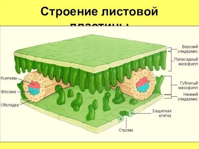 Строение листовой пластины