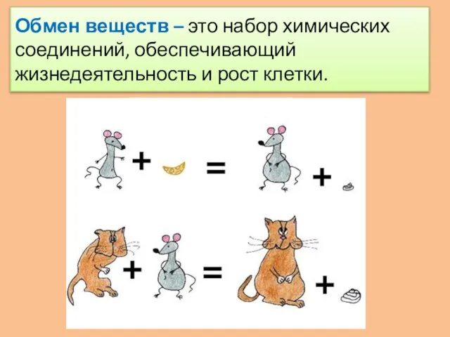 Обмен веществ – это набор химических соединений, обеспечивающий жизнедеятельность и рост клетки.