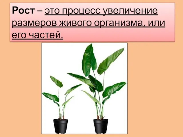 Рост – это процесс увеличение размеров живого организма, или его частей.